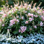 scopri il segreto per un giardino profumato tutto l’anno con questo arbusto resistente al gelo, che dona profumi intensi e fioriture continue anche nelle stagioni più fredde.